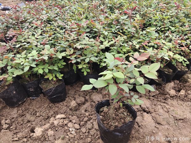 2025年二年生大花丰花月季杯苗即将进入销售季节(图4)