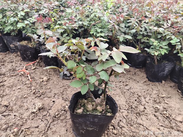 2025年二年生大花丰花月季杯苗即将进入销售季节(图5)