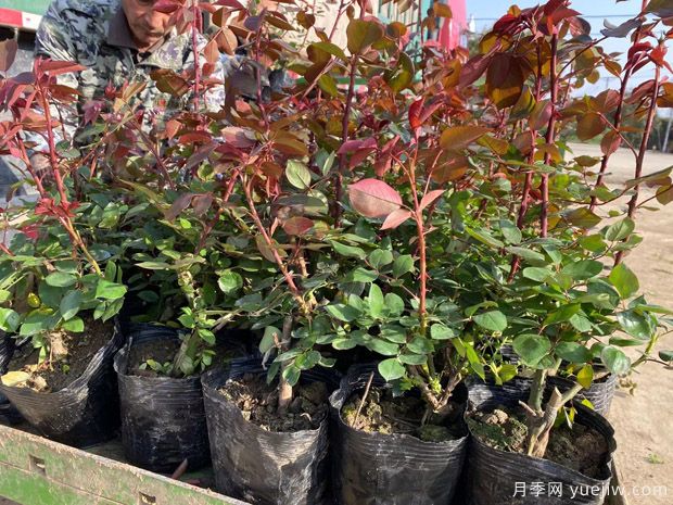 盆栽月季/盆花月季(图3)