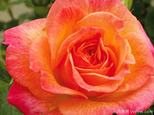 御花园月季(图2)