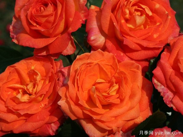 国色天香之禧月季的优缺点是什么？(图1)