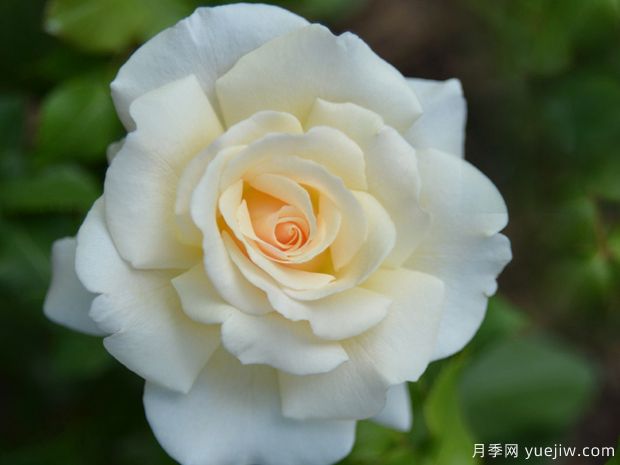 法国花边蕾丝月季的优缺点是什么？(图1)