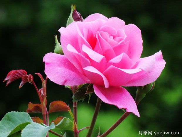 黛博拉月季/黛博拉玫迪兰月季(图2)