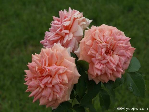 克尼斯纳月季的优缺点是什么？(图1)