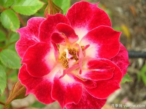 小艺术家月季(图2)