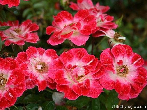 小艺术家月季(图4)