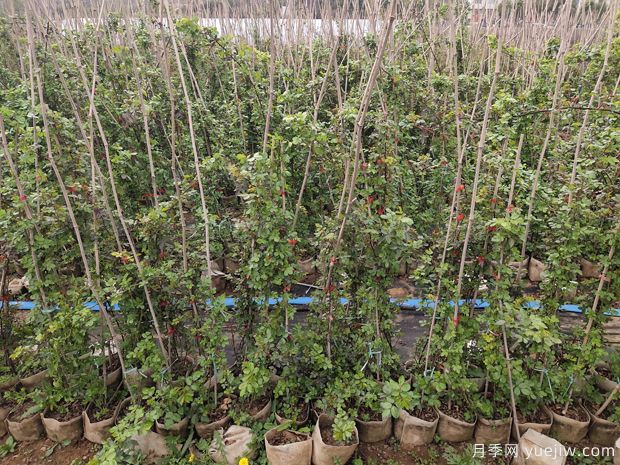 4千棵安吉拉月季运往河北保定绿化景观(图1)