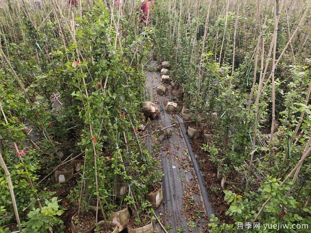 4千棵安吉拉月季运往河北保定绿化景观(图5)