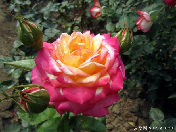 花魂月季，美得夺目，只一眼便怦然心动(图2)