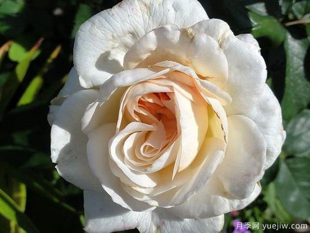 塞巴斯蒂安克奈普月季/芬香记忆月季(图2)