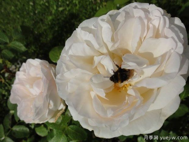 塞巴斯蒂安克奈普月季/芬香记忆月季(图3)