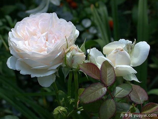 塞巴斯蒂安克奈普月季/芬香记忆月季(图4)