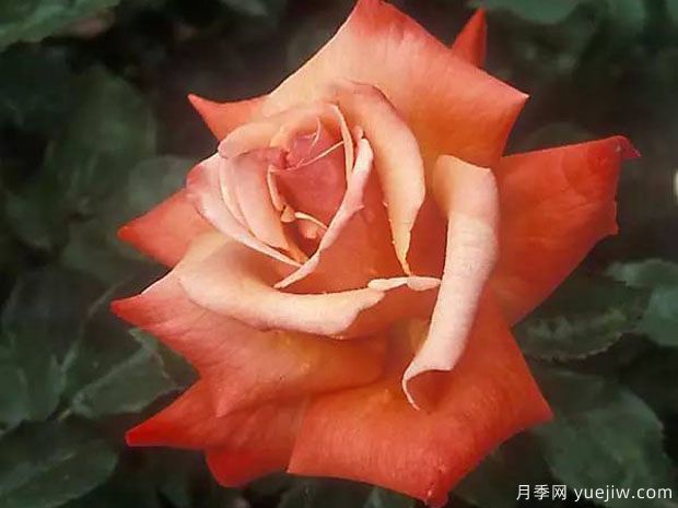 勿忘我月季(图1)