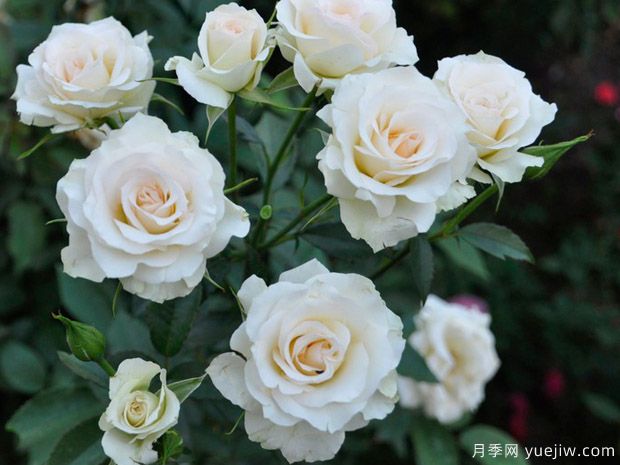 奶油冰淇淋月季(图1)