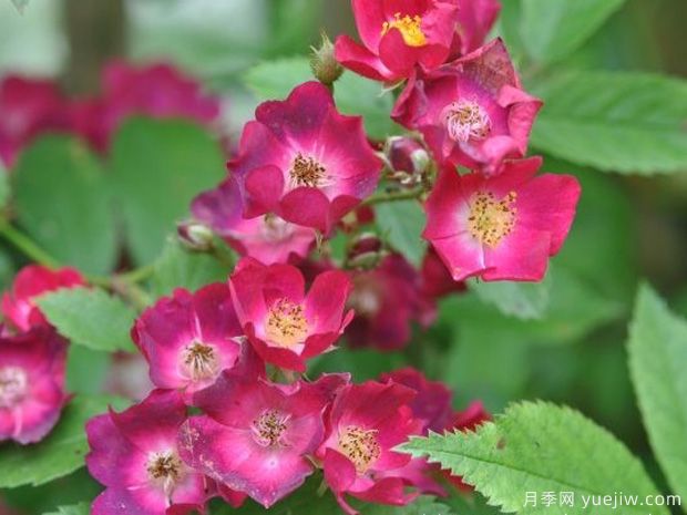 少见的30款巨型爬藤月季，高达5米适合做花墙拱门(图1)