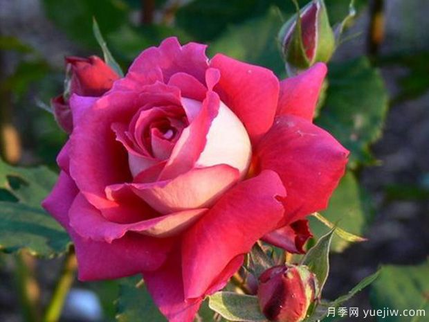 马萨德医生月季(图1)