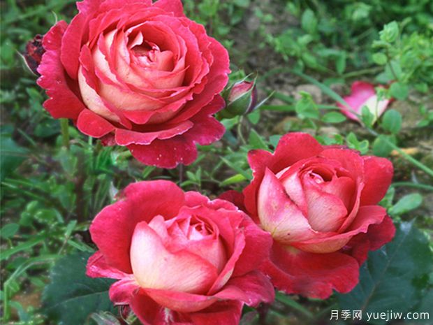 马萨德医生月季(图2)