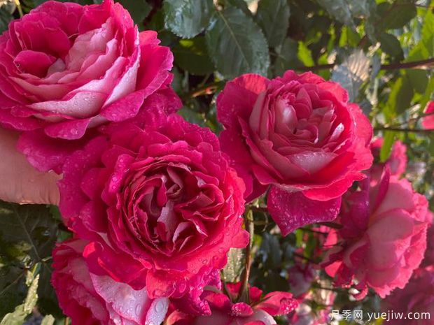 适合夏季养的藤本月季，推荐10个月季品种，开花不断(图6)