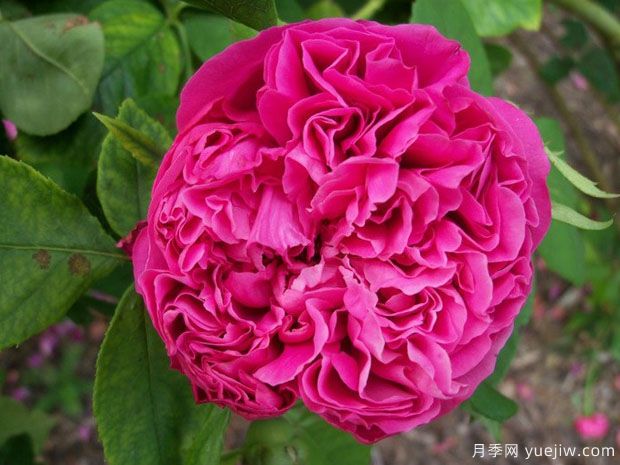 牡丹月季的优缺点是什么？(图1)