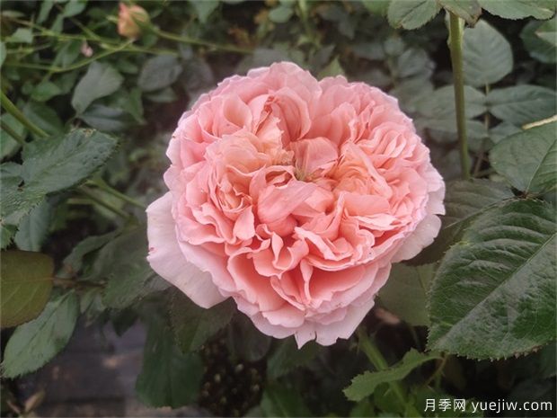 推荐3个适合新手栽种的多头勤花月季(图3)