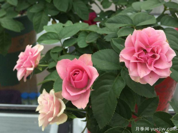 仿古花束月季(图2)