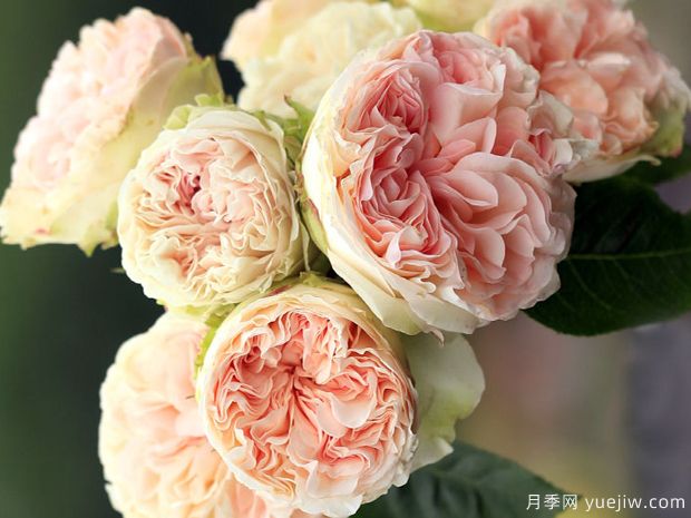 夏日绒球月季/夏日羊绒月季(图1)