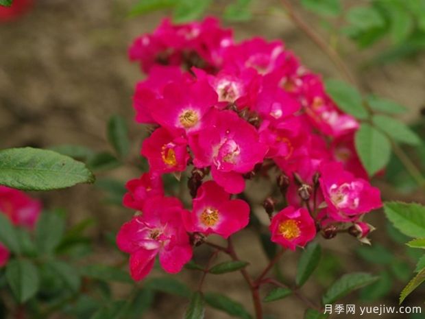 宝贝蔓枝月季(图2)