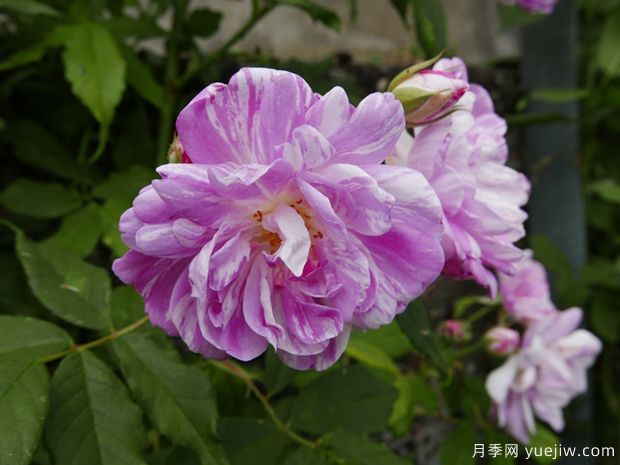 葡萄牙伊萨贝尔月季(图1)