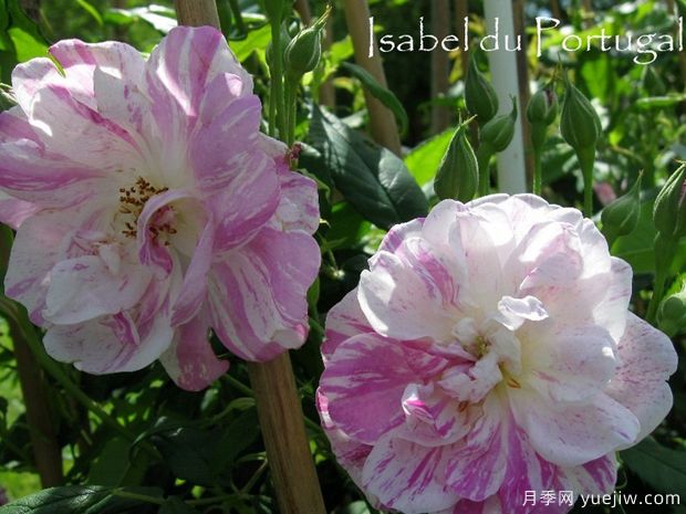 葡萄牙伊萨贝尔月季(图2)