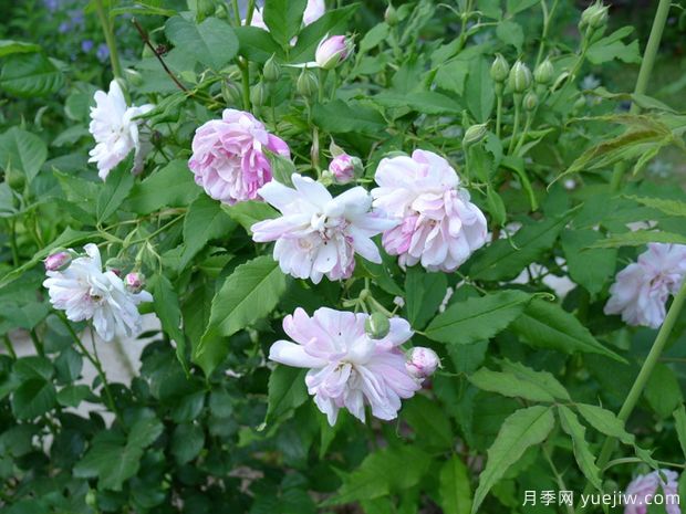 葡萄牙伊萨贝尔月季(图3)