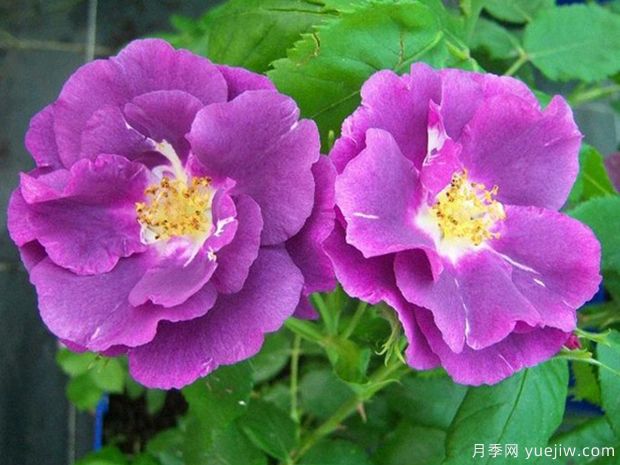 英国皮特月季，品种汇集(图3)