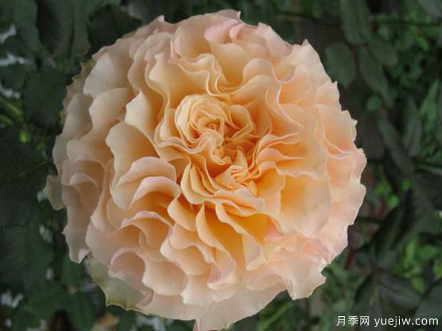 桃舞裙月季/桃色拉康帕内拉舞裙月季Campanella Peach(图1)