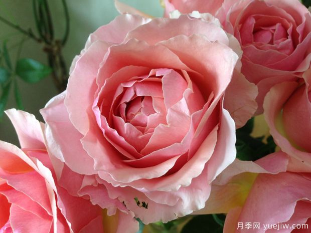 粉舞裙月季/粉色拉康帕内拉舞裙月季(图1)