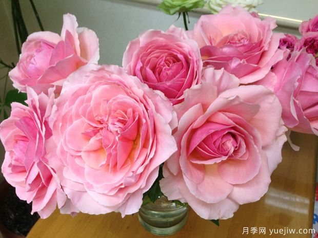 粉舞裙月季/粉色拉康帕内拉舞裙月季(图2)