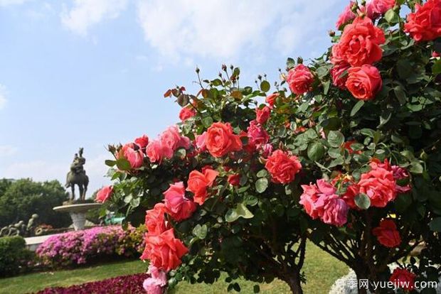 曲靖高杆月季温暖绽放，打造麒麟城靓丽景观(图2)