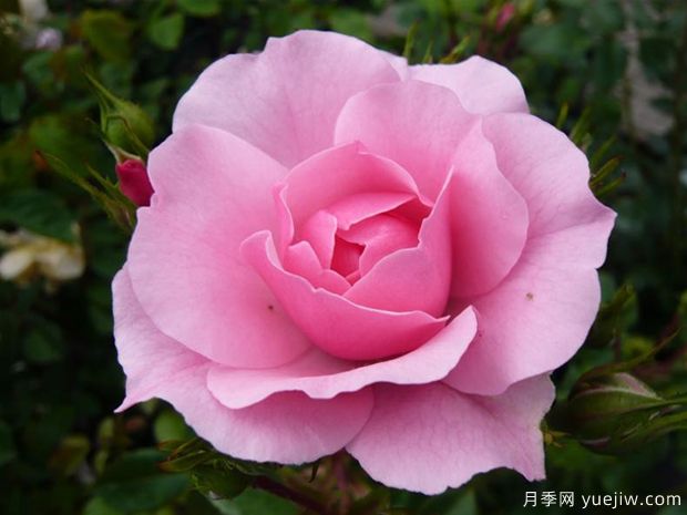 月季耐寒区：月季到底有多抗冻(图2)