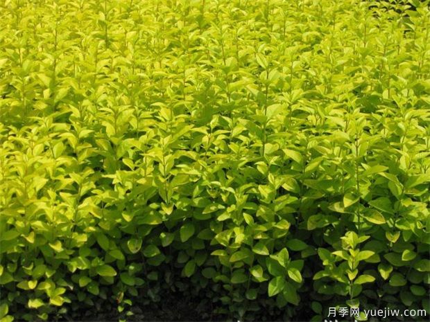 园林植物相生相克表，不要种在一起(图1)