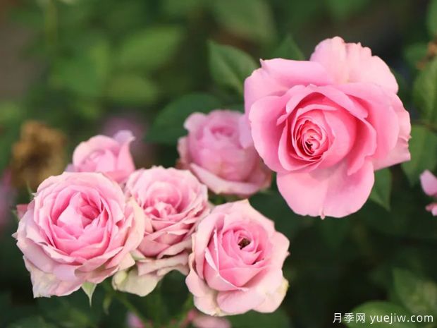 水瓶座月季Rose Terrazza Aquarius(图1)