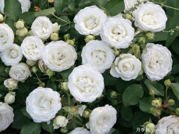 茨维尔格罗斯月季/雪吻月季(图3)