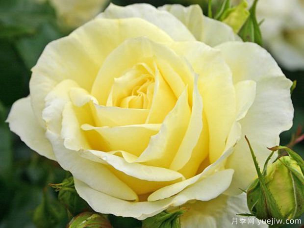 柠檬娜月季(图1)