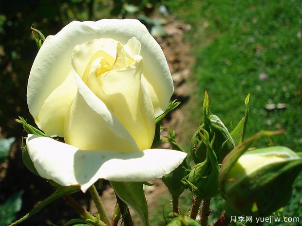 柠檬娜月季(图2)