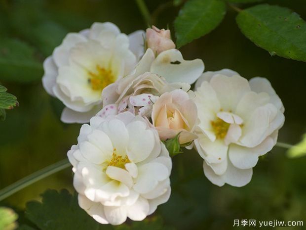 奶油玫兰月季/伯爵夫人布吕尔月季/奶油玫迪兰(图1)