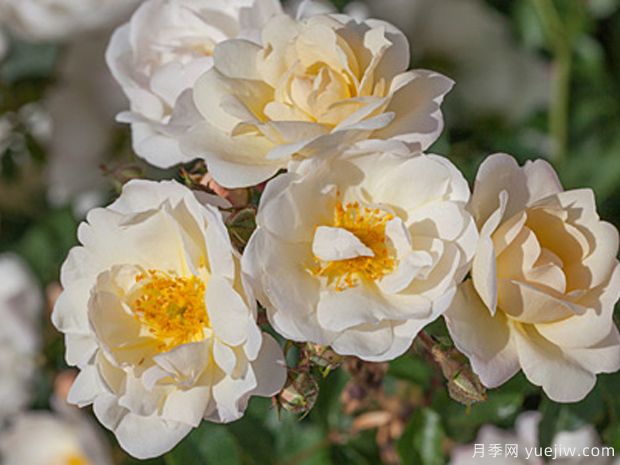 奶油玫兰月季/伯爵夫人布吕尔月季/奶油玫迪兰(图2)