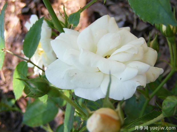 奶油玫兰月季/伯爵夫人布吕尔月季/奶油玫迪兰(图3)