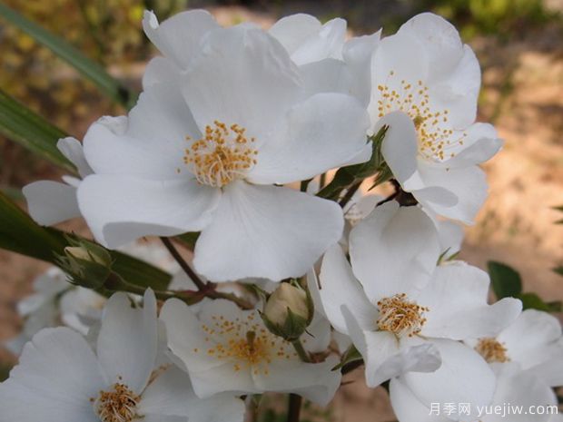 爱的精神月季(图2)