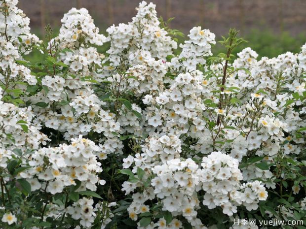 爱的精神月季(图4)