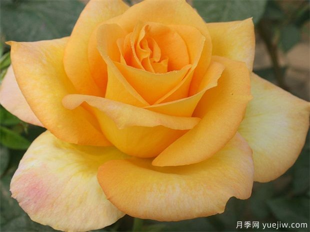 月季网：2025年最热门十大大花月季品种(图7)