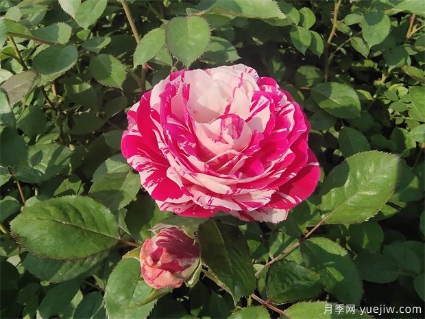 二年生节日礼花营养杯苗批发(图1)