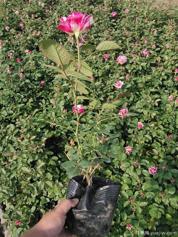 二年生节日礼花营养杯苗批发(图3)