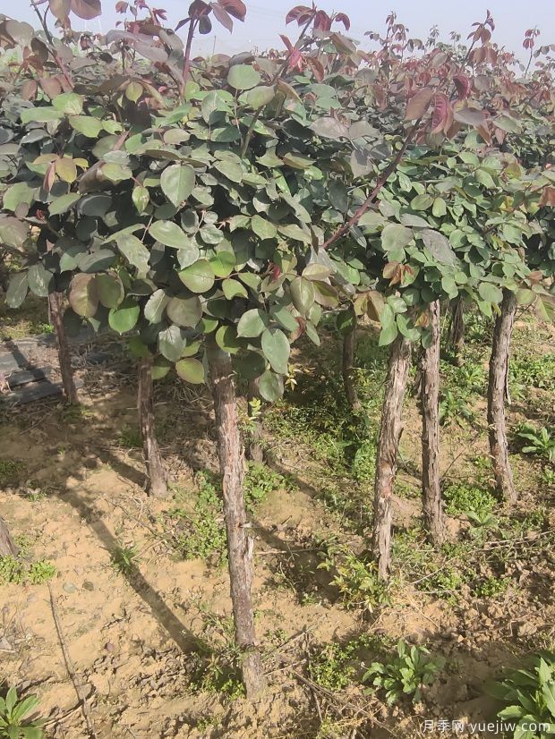 一级二级4公分5公分树状月季四月批发价格(图2)